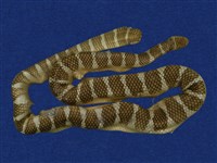 藏品(闊帶青斑海蛇)的圖片